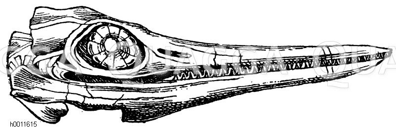 Fischdrache [Digital]