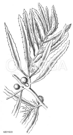 Schwimmender Beerentang mit den Luftbehältern [Digital]