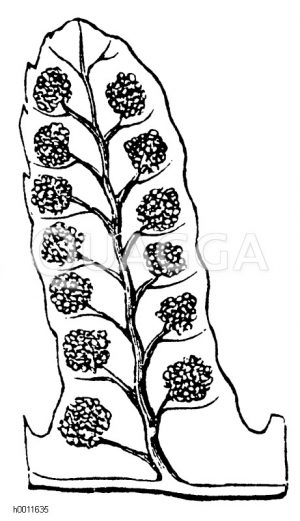 Blattzipfel von Polypodium vulgare mit den vergrößerten Fruchthäufchen [Digital]