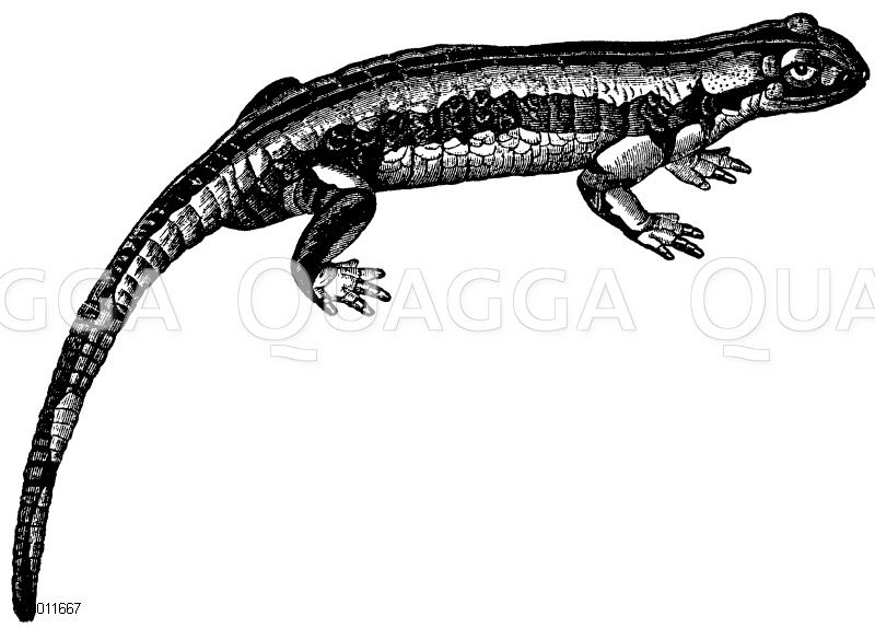 Der gefleckte Erd- oder Feuersalamander [Digital]