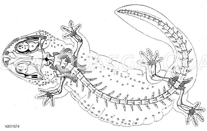 Homo diluvii testis Andrias Scheuchzeri, der "Sintflutmensch" Scheuchzer's. Restauriert und die äußere Körperumgrenzung angedeutet. [Digital]