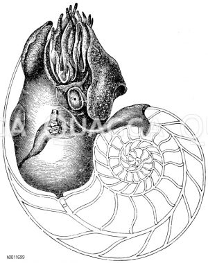 Schiffsboot, durchschnitten, um die Kammerung der Schale zu zeigen [Digital]