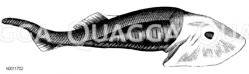 Cephalaspis, ein ausgestorbene Ganoidfisch [Digital]
