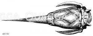 Flügelfisch, Pterichthys [Digital]