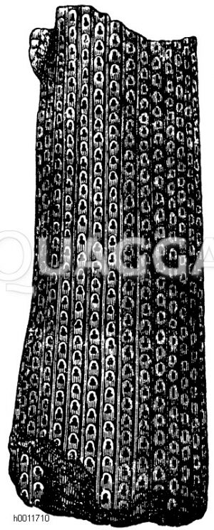 Stammstück eines Sigillarienbaumes [Digital]