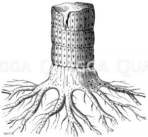 Sigillarienstamm in Verbindung mit Wurzeln [Digital]