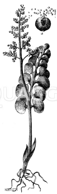 Ophioglossaceae - Natternzungenfarngewächse
