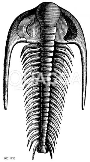ein silurischer Trilobit [Digital]