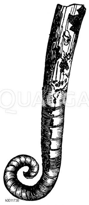 Phragmoceras, bischofsstabförmiger Nautilidier [Digital]