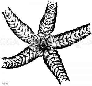 Schlangenstern [Digital]