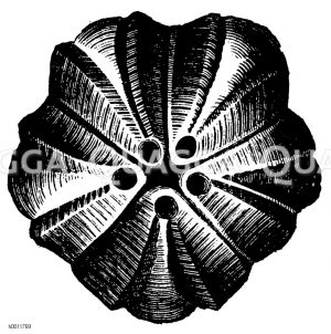Kelch eines Knospenstrachlers, Pentremites od. Pentatrematites [Digital]