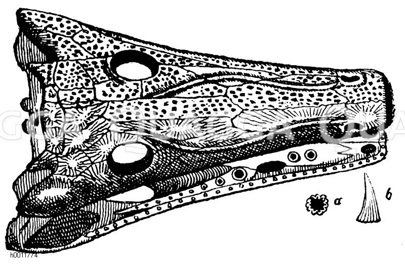 Schädel des Archegosaurus Decheni. Rechts unten Seitenansicht und Querschnitt eines Zahnes [Digital]