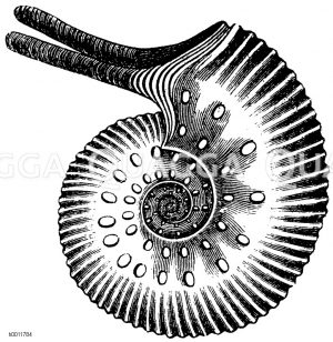 Mineralien, Steine, Fossilien