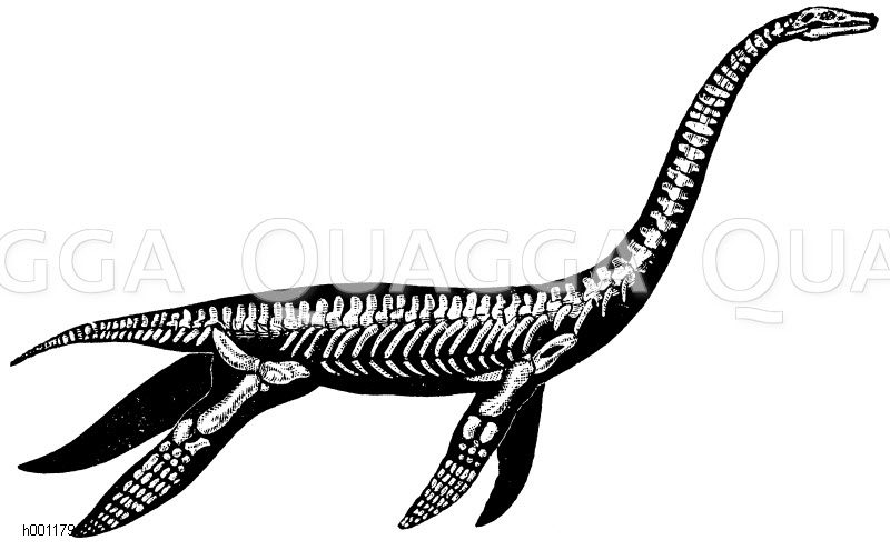 Plesiosaurus [Digital]
