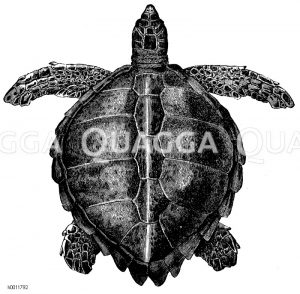 Seeschildkröte [Digital]