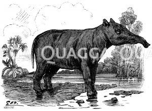 Paläotherium magnum. Aus den Gipsbrüchen von Montmartre. Restauriert von Cuvier [Digital]