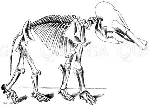 Skelett des Mastodon angustidens von Turin [Digital]