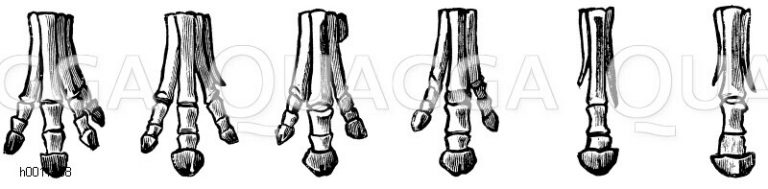 Die amerikanische Stammreihe des Pferdes (Vorderfüße). Nach Marsh. Von