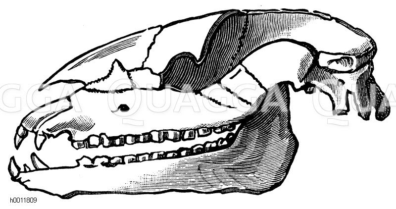 Schädel vom Paläotherium [Digital]