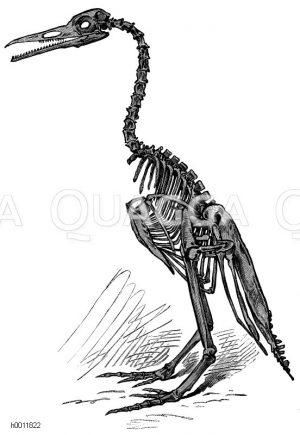Restauriertes Skelett von Hesperornis regalis [Digital]