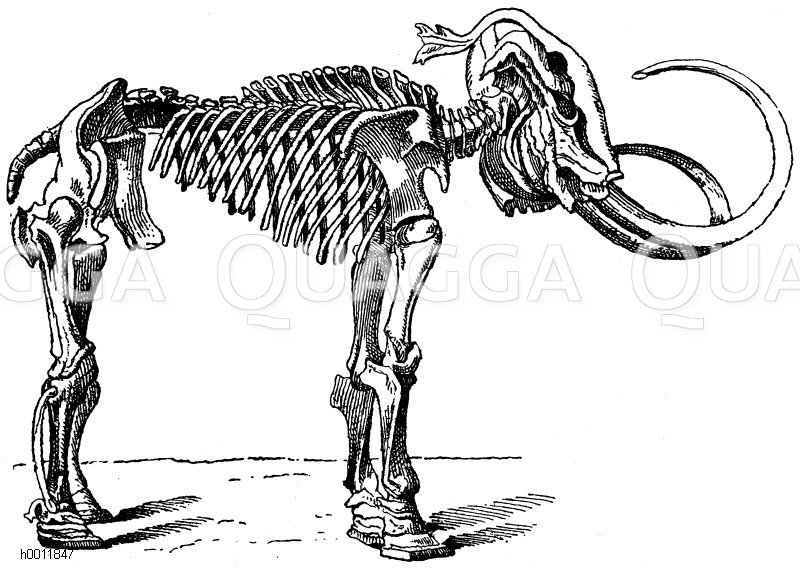 Mammut: Skelett aus dem sibirischen Eis, mit Sehnen und Bändern [Digital]