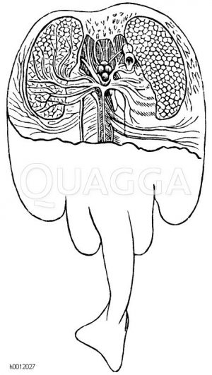 Zitterrochen [Digital]
