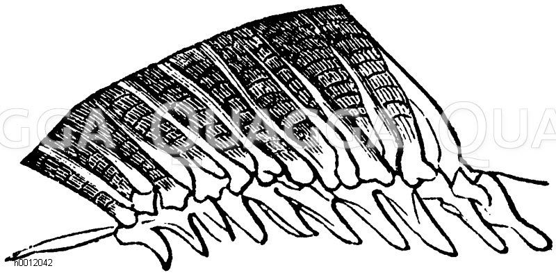 Rückenflosse der Weichflosser [Digital]