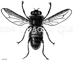 Rindsbremse [Digital]