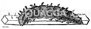 Admiral: Raupe [Digital]