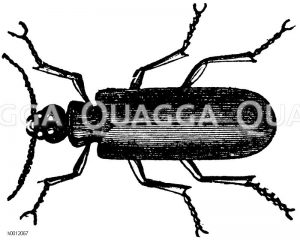 Spanische Fliege [Digital]