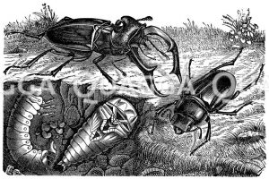 Hirschkäfer. Natürliche Größe. Männchen und Larve (links), Weibchen und Puppe (rechts). [Digital]