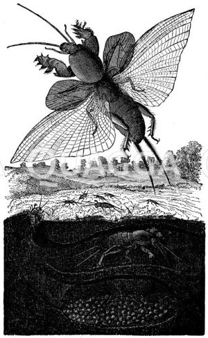 Maulwurfsgrille (Unten: Eier in der Höhle, auf der Erde und in der oberen Höhle: Junge aus verschiedenen Entwicklungsstufen.) [Digital]