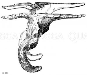 Hammermuschel [Digital]