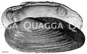 Malermuschel [Digital]