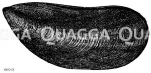 Miesmuschel [Digital]