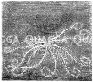 Mittelmeer-Haarstern [Digital]