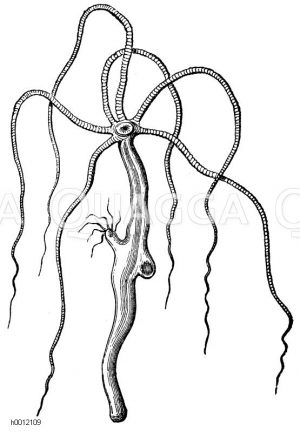 Grüner Armpolyp [Digital]