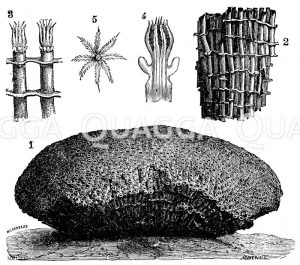 Orgelkoralle. 1. ein Korallenstock in 1/3 der natürlichen Größe, 2. ein Stück in natürlicher Größe (oben rechts), 3. zwei Röhren des Stockes mit Polypen, 4. ein Polyp ohne Stock, 5. ein Polyp von oben gesehen. [Digital]