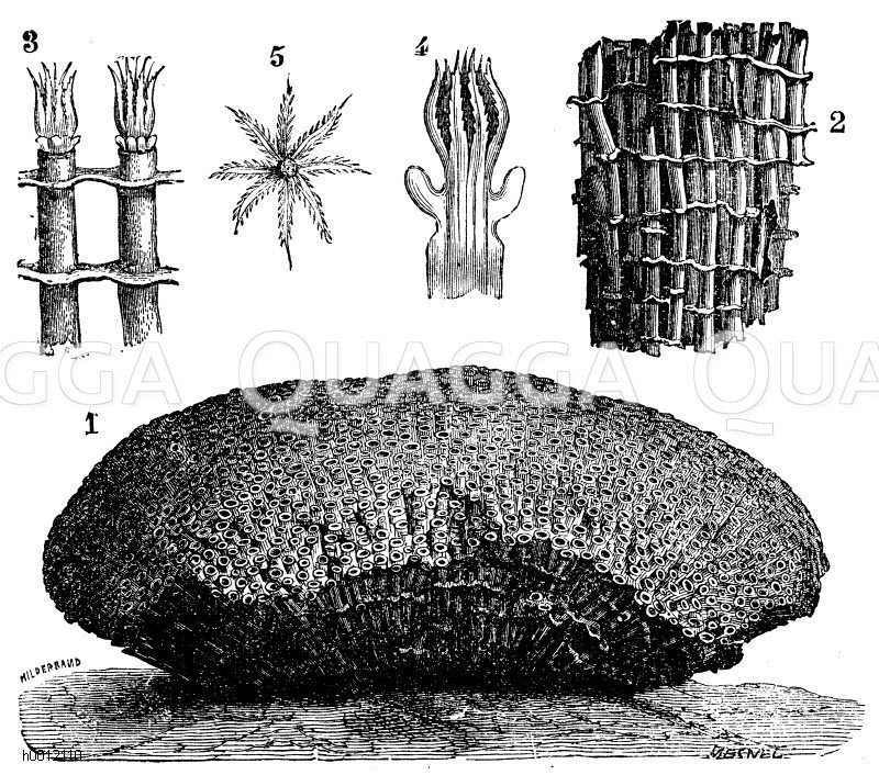 Orgelkoralle. 1. ein Korallenstock in 1/3 der natürlichen Größe, 2. ein Stück in natürlicher Größe (oben rechts), 3. zwei Röhren des Stockes mit Polypen, 4. ein Polyp ohne Stock, 5. ein Polyp von oben gesehen. [Digital]