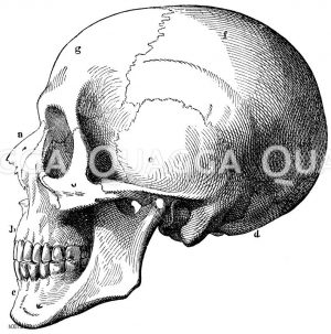 Schädel des Menschen. a) Nasenbein, b) Oberkiefer, c) Unterkiefer, d) Hinterhauptbein, e) Schläfenbein, f) Scheitelbein, d) Stirnbein [Digital]
