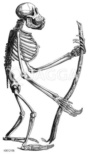 Orang-Utan: Skelett eines jungen Tieres, a) Brustbein, b) Speiche, c) Elle, d) Schienbein, e) Mittelhand, f) Finger, g) Daumen, h) Wadenbein, i) Oberschenkel, k) Hüftenknochen, l) Wirbelsäule, m) Schulterblatt [Digital]