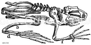Skelett des Frosches. a) Schulterblatt, b) Unterschenkel, c) Oberschenkel, d) Mittelfuß, e) Handwurzel, f) Unterarm [Digital]