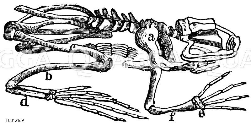 Skelett des Frosches. a) Schulterblatt, b) Unterschenkel, c) Oberschenkel, d) Mittelfuß, e) Handwurzel, f) Unterarm [Digital]