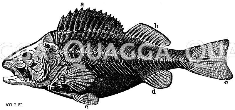 Skelett des Flussbarsches. a) Erste Rückenflosse, b) zweite Rückenflosse, c) Schwanzflosse, d) Afterflosse, e) Bauchflosse, f) Brustflosse [Digital]