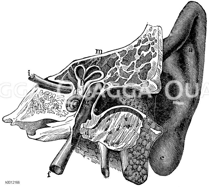 Mensch: Vertikalschnitt des menschlichen Ohres. a) Ohrmuschel, b) Gehörgang, c) Ohrläppchen, d) Unterkiefergelenk, e) Trommelfell, f) eustachische Röhre, g) Paukenhöhle, h) Schnecke, i) Gehörnerv, k) Vorhof, l) Labyrinth und die halbzirkelförmigen Kanäle, m) Schläfenbein [Digital]