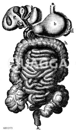 Verdaungsorgane des Menschen, a Speiseröhre, b Magen, c Bauchspeicheldrüse d Milz e Pförtner, f Gallenblase, g Leber, h Quergrimmdarm i Dünndarm k Mastdarm l Blinddarm m aufsteigender Grimmdarm [Digital]