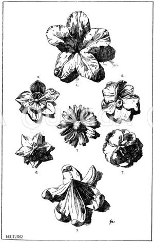Blumen von Reliefs [Digital]