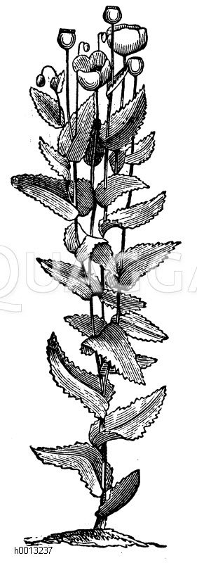 Schlafmohn [Digital]