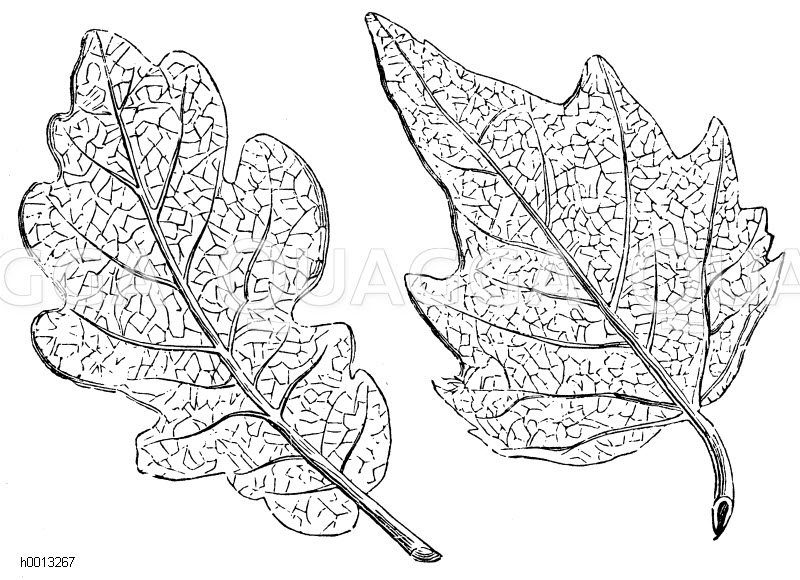 Blätter einiger, zur Fälschung des Tees benutzter Pflanzen: links Eiche, rechts Plantane [Digital]
