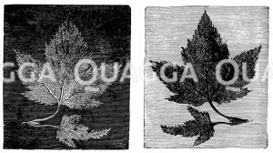 Negatives Bild (links), positives Bild (rechts) [Digital]